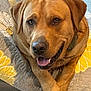 dog, golden_brown, happy, relaxed, quilted_blanket, yellow_flower, paws_crossed, indoor, pet, canine, smiling, close_up, fur, collar, comfort, portrait, animal, domestic, friendly, cozy