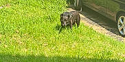 Widow is registered to the contest to win money with this photo: animal, black_car, canine, curious, daylight, dog, grass, greenery, leash, nature, outdoor, parking, pet, plants, shadows, summer, sunny, vehicle, yard, yellow_car