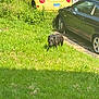 animal, black_car, canine, curious, daylight, dog, grass, greenery, leash, nature, outdoor, parking, pet, plants, shadows, summer, sunny, vehicle, yard, yellow_car