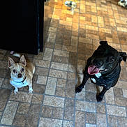 Widow is registered to the contest to win money with this photo: animal, black_dog, companions, cute, dog, domestic, floor, flooring, happy, indoor, large_dog, looking_up, pets, playful, small_dog, tan_dog, tile, tongue_out, two_dogs, white_patch
