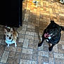 animal, black_dog, companions, cute, dog, domestic, floor, flooring, happy, indoor, large_dog, looking_up, pets, playful, small_dog, tan_dog, tile, tongue_out, two_dogs, white_patch