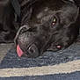 Widow joined the competition — help win amazing prizes! animal, black_dog, carpet, close_up, companion, cute, dog, domestic_animal, ears, expression, face, fur, indoor, laying_down, nose, pet, relaxed, resting, sleepy, tongue_out