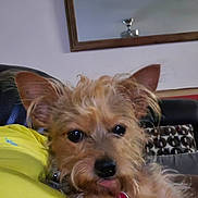 Sassy Nelson joined the competition — help win amazing prizes! dog, pet, indoor, couch, yellow_cushion, mirror, fur, small_dog, tongue_out, relaxed, home, furniture, close_up, ears, black_nose, cute, animal, companion, living_room, resting