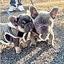Bruno is registered to the contest to win money with this photo: french_bulldog, puppy, dog, pet, leash, jacket, outdoor, pavement, crack, grass, tree, house, person, jeans, sneakers, sunlight, shadow, curious, cute, walking