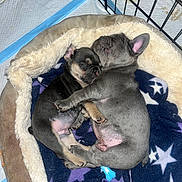 Bruno joined the competition — help win amazing prizes! puppies, dog_bed, blanket, sleeping, snuggling, toys, heart_shaped_toy, bone_toy, indoor, cute, pets, animal, fur, canine, resting, close_up, adorable, young, cozy, peaceful