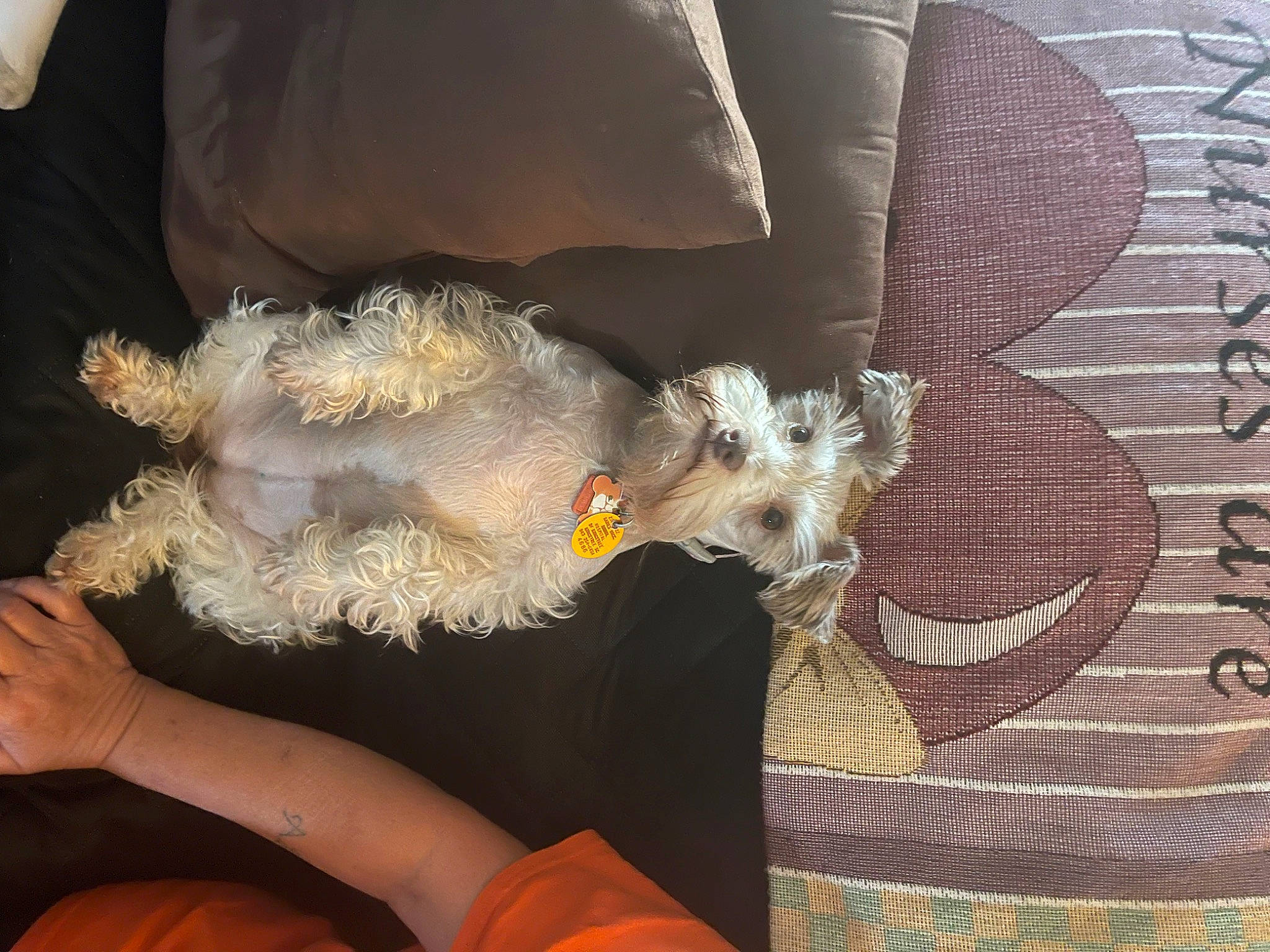 Roxy is registered to the contest to win money with this photo: canidae, carnivore, clock, comfort, companion_dog, dog, dog_breed, dog_clothes, dog_supply, fur, linens, non_sporting_group, pattern, puppy_love, schnauzer, small_terrier, sporting_group, tail, terrier, toy_dog