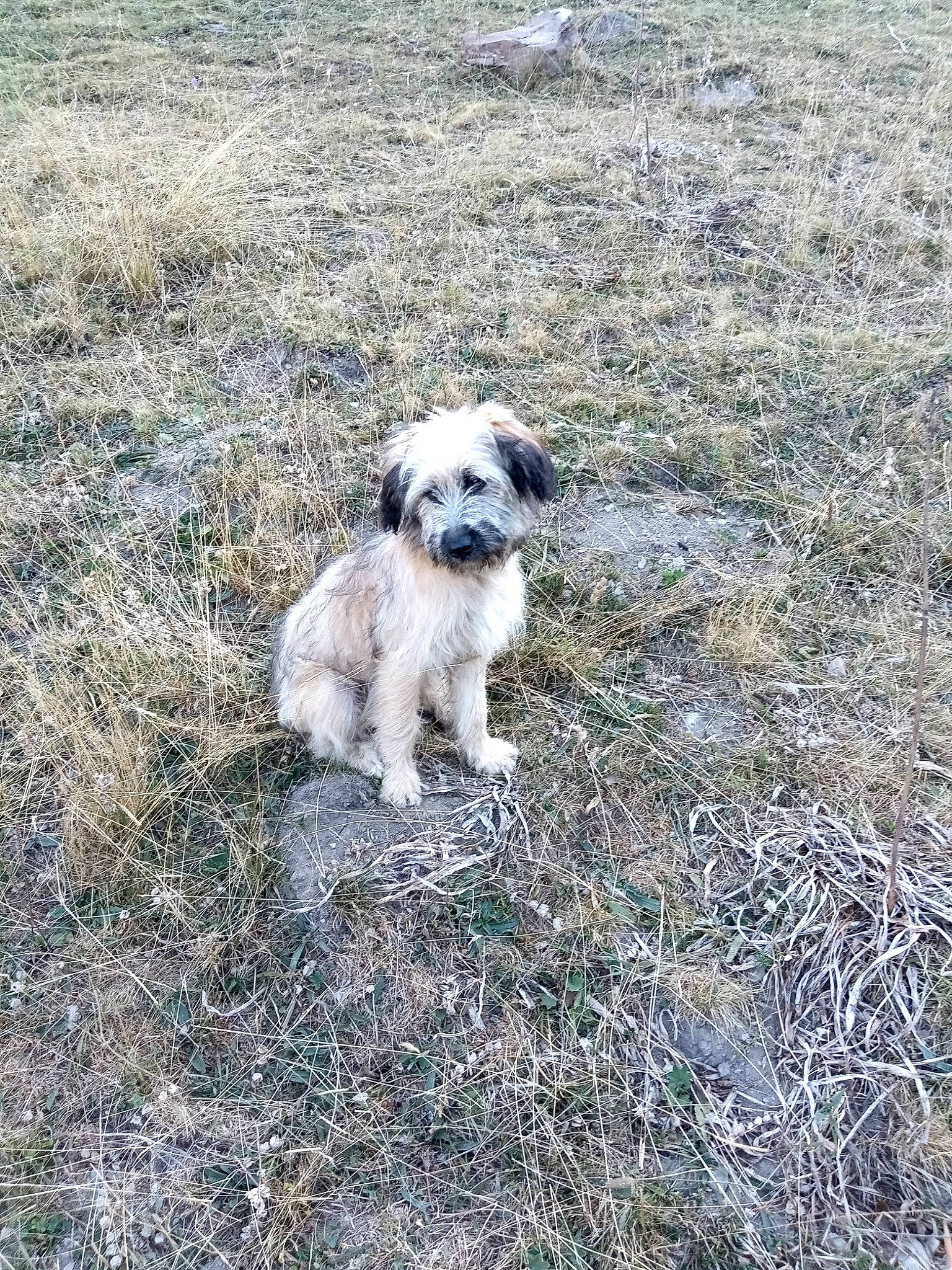 You Two participe au concours pour gagner de l'argent avec cette photo : canidae, carnivore, companion_dog, dog, dog_breed, grass, grassland, hoary_marmot, maltepoo, non_sporting_group, puppy, small_terrier, snout, soil, sporting_group, terrestrial_animal, terrier, toy_dog, working_animal