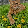 animal, backyard, cat, close_up, curious, dandelions, daylight, feline, ginger_cat, grass, greenery, nature, outdoor, paw, pet, relaxed, summer, whiskers, wooden_fence, yellow_flowers