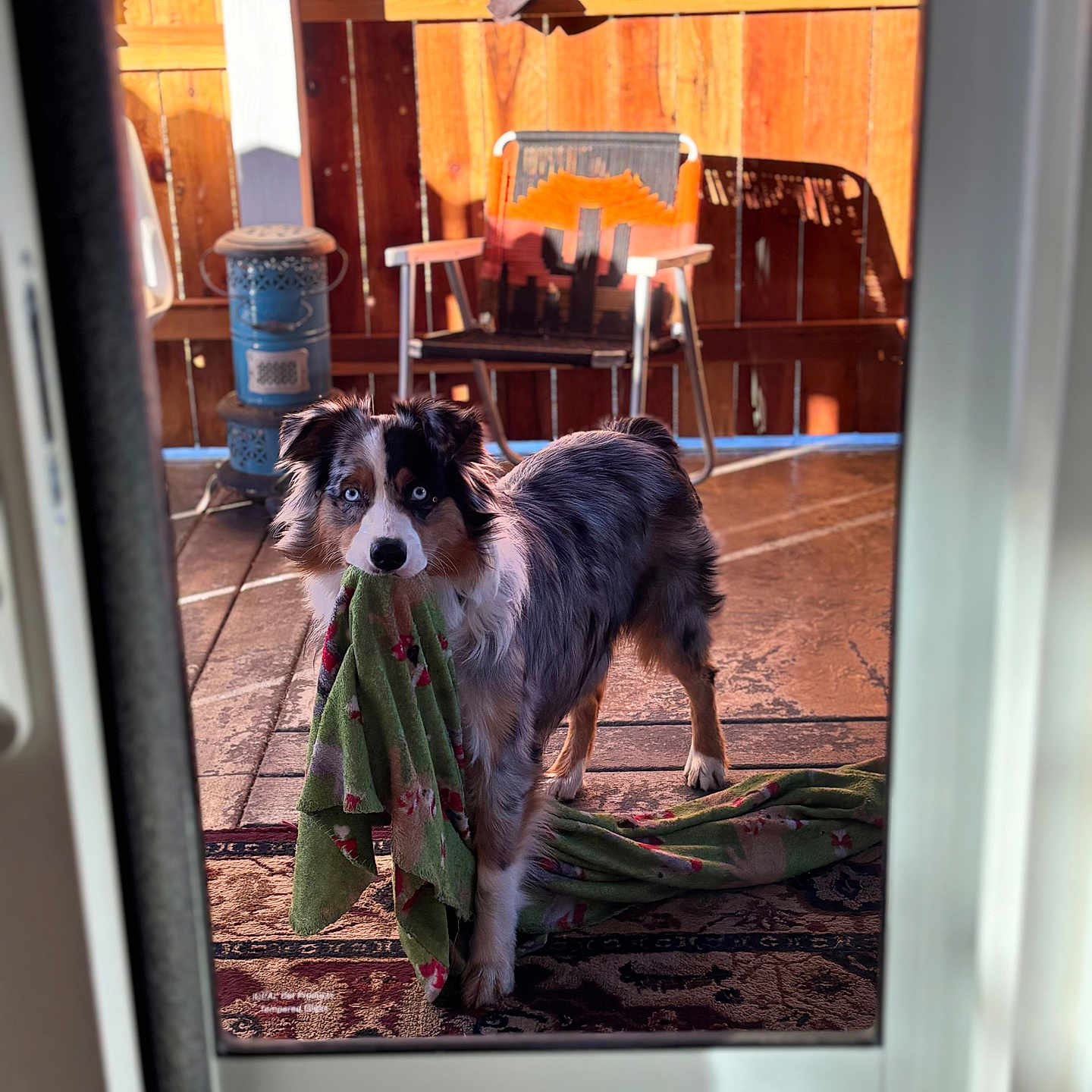 Kodi joined the competition — help win amazing prizes! dog, blue_eyes, towel, rug, wooden_porch, sunlight, shadow, chair, heater, pet, animal, fur, standing, domestic, playful, indoor_outdoor, decor, flooring, window_frame, curtain