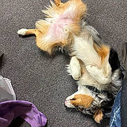 Kodi is registered to the contest to win money with this photo: dog, carpet, indoor, relaxed, fluffy, lying_down, belly_up, purple_sock, pet, fur, paw, collar, canine, sleeping, casual, home, domestic_animal, brown, white, black