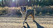 Kodi joined the competition — help win amazing prizes! dog, australian_shepherd, outdoor, sunlight, shadow, gravel_path, forest, trees, grass, nature, pet, animal, walking, daylight, blue_eye, brown_eye, canine, sunflare, standing, fur