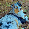 Kodi is registered to the contest to win money with this photo: dog, australian_shepherd, blue_eyes, forest_floor, pine_needles, branches, outdoor, animal, pet, fur, lying_down, nature, background, phone_screen, time_display, notification, text_message, lock_screen, technology, wildlife