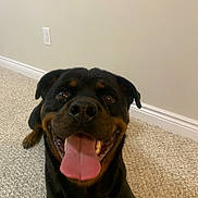 Gracie joined the competition — help win amazing prizes! rottweiler, dog, pet, canine, tongue_out, smiling, carpet, indoor, wall, happy, animal, mammal, ears, nose, teeth, floor, mouth, closeup, friendly, domestic