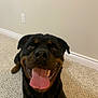 rottweiler, dog, pet, canine, tongue_out, smiling, carpet, indoor, wall, happy, animal, mammal, ears, nose, teeth, floor, mouth, closeup, friendly, domestic