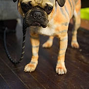 Sherry Borden is registered to the contest to win money with this photo: animal, brown_coat, closeup, dark_eyes, dog, folded_ears, funny_expression, home, indoor, nose, paws, pet, portrait, pug, short_muzzle, standing, striped_pattern, tiger_stripes, wooden_floor, wrinkles