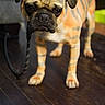 animal, brown_coat, closeup, dark_eyes, dog, folded_ears, funny_expression, home, indoor, nose, paws, pet, portrait, pug, short_muzzle, standing, striped_pattern, tiger_stripes, wooden_floor, wrinkles