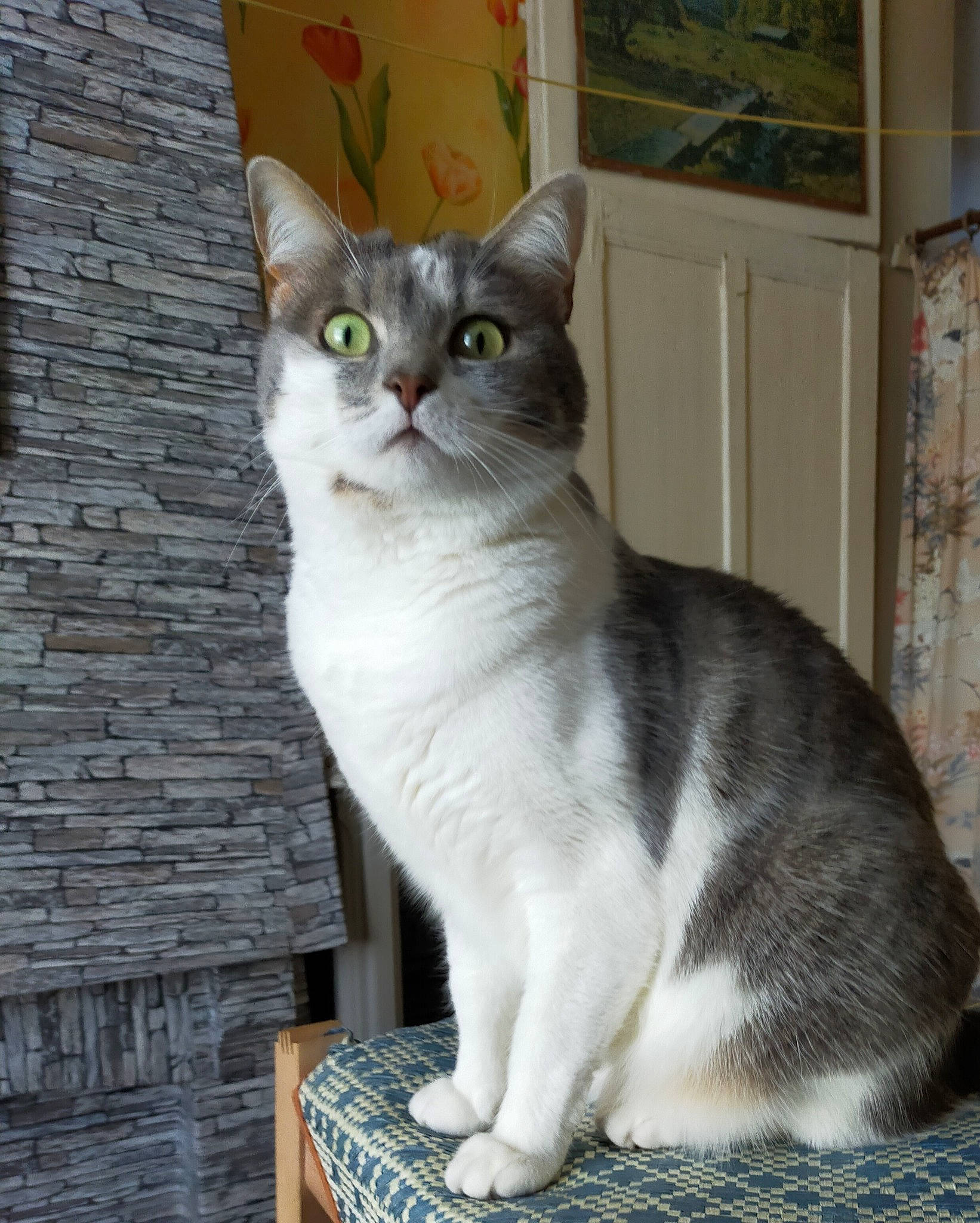 Bijoux participe au concours pour gagner de l'argent avec cette photo : carnivore, cat, domestic_short_haired_cat, door, felidae, fur, grey, outdoor_furniture, paw, sitting, small_to_medium_sized_cats, snout, tail, whiskers, window