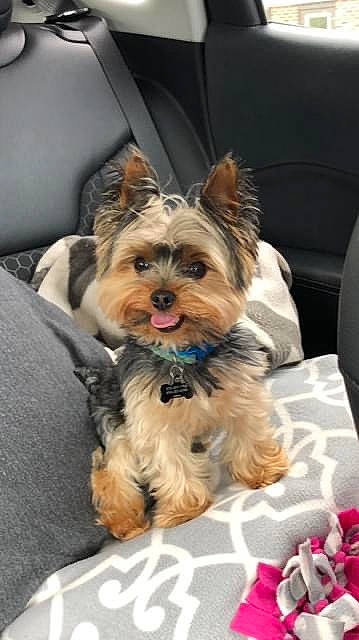 Cloe joined the competition — help win amazing prizes! biewer_terrier, canidae, carnivore, companion_dog, dog, dog_breed, dog_supply, fashion_accessory, fawn, fur, holiday, puppy, small_terrier, snout, sporting_group, toy_dog, working_animal, yorkipoo, yorkshire_terrier