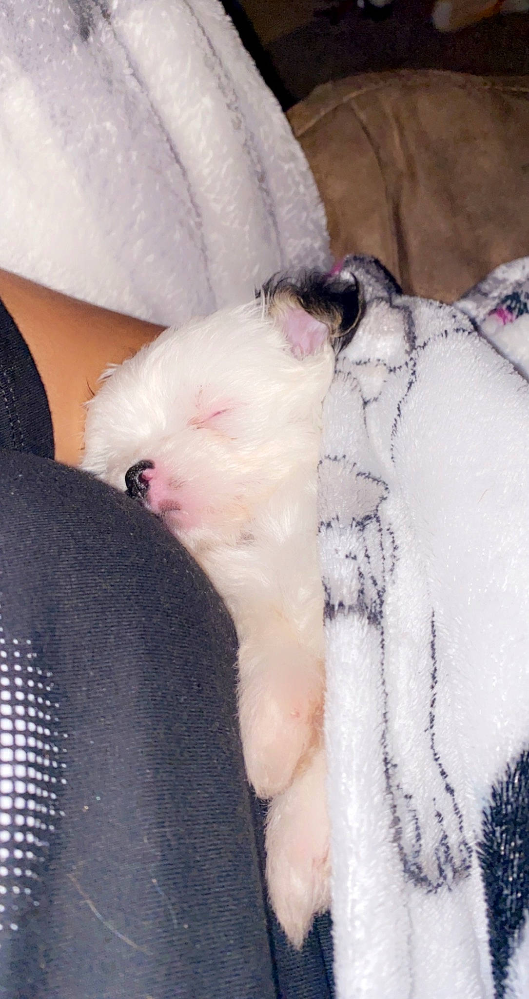 Zoe joined the competition — help win amazing prizes! canidae, carnivore, collar, comfort, companion_dog, dog, dog_breed, fawn, fur, livestock, mammal, non_sporting_group, paw, sporting_group, terrestrial_animal, terrier, toy_dog, whiskers, working_animal