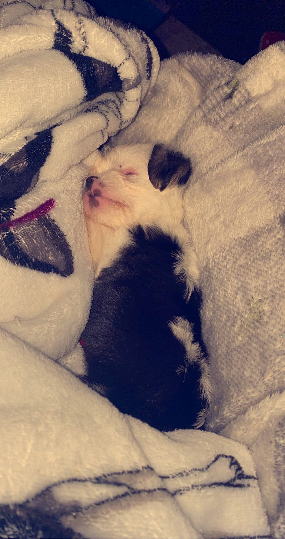 Zoe is registered to the contest to win money with this photo: canidae, carnivore, cloud, comfort, companion_dog, dog, dog_breed, fawn, felidae, fur, nap, paw, puppy_love, small_to_medium_sized_cats, snout, sporting_group, tail, tints_and_shades, toy_dog, whiskers