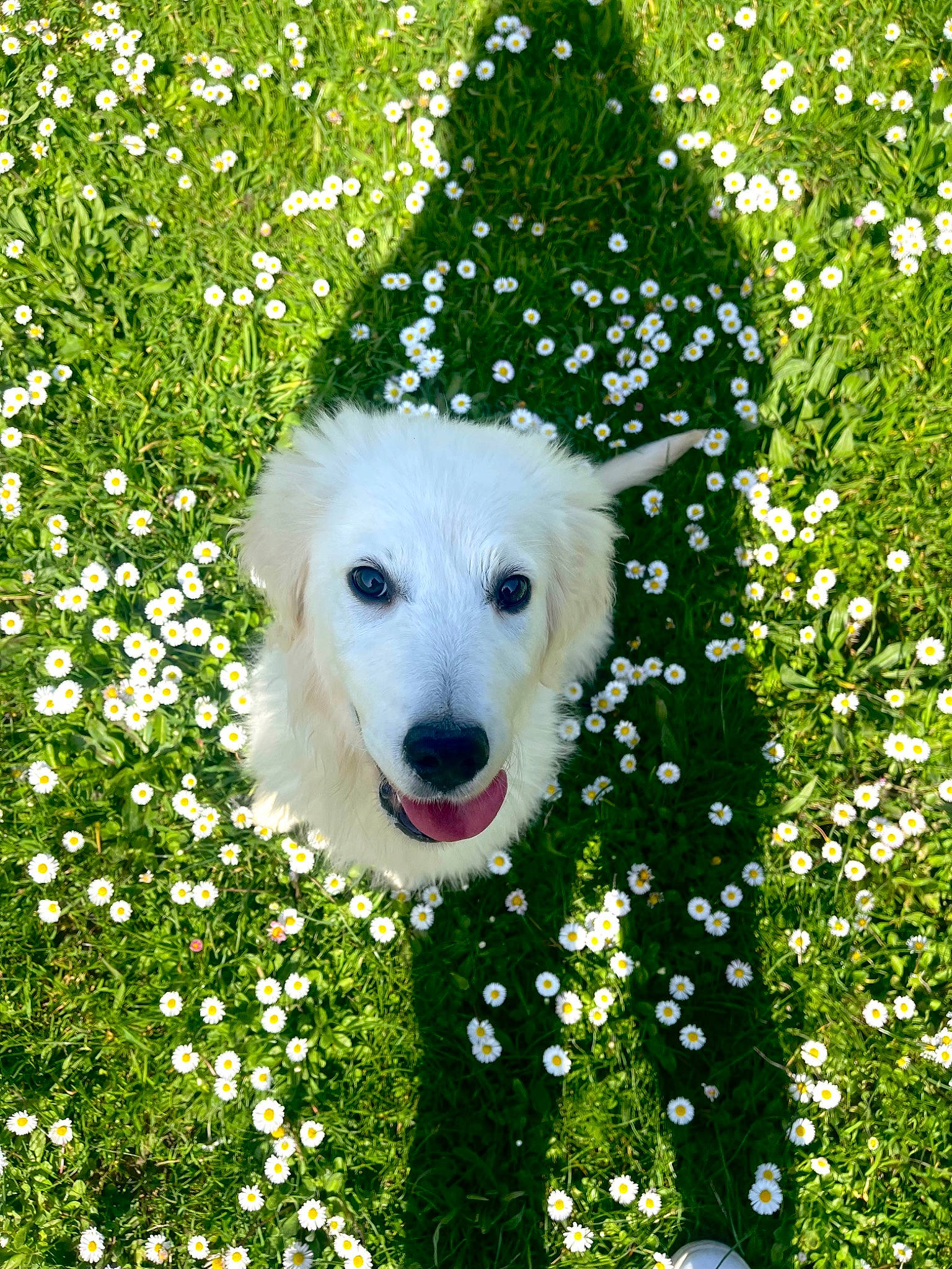 Rio a rejoint le concours — aidez-le/la à gagner de superbes lots ! botany, canidae, carnivore, companion_dog, dog, dog_breed, flower, flowering_plant, grass, great_pyrenees, green, groundcover, happy, kuvasz, people_in_nature, petal, plant, polish_tatra_sheepdog, shrub, sporting_group