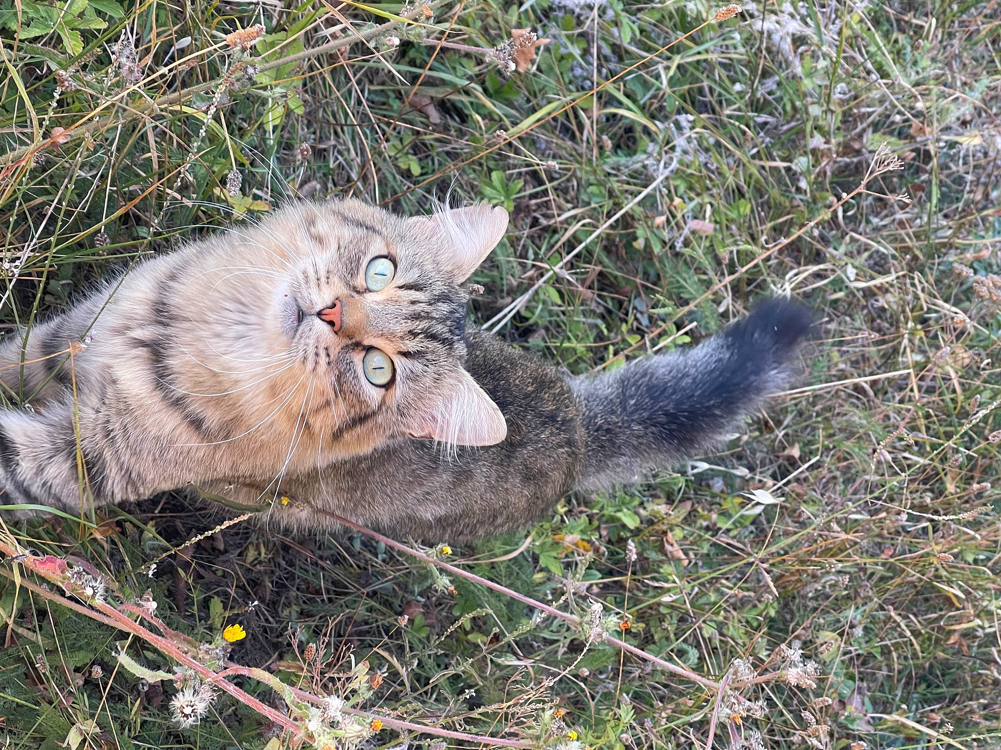 Roméo a rejoint le concours — aidez-le/la à gagner de superbes lots ! carnivore, cat, domestic_short_haired_cat, felidae, fur, grass, groundcover, herb, paw, plant, small_to_medium_sized_cats, soil, subshrub, tail, terrestrial_animal, tree, trunk, twig, whiskers, wildlife