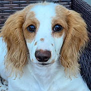 Romeo joined the competition — help win amazing prizes! dog, close_up, portrait, brown_eyes, fluffy_ears, white_fur, brown_spots, nose, whiskers, pet, animal, sitting, woven_chair, calm, cute, outdoor, companion, furry, friend, face
