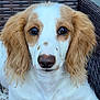 dog, close_up, portrait, brown_eyes, fluffy_ears, white_fur, brown_spots, nose, whiskers, pet, animal, sitting, woven_chair, calm, cute, outdoor, companion, furry, friend, face