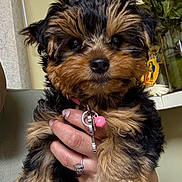 Kelpie is registered to the contest to win money with this photo: adorable, animal, black, brown, closeup, collar, cute, dog, face, flowers, fur, furry, hand, indoor, person, pet, puppy, ring, watch, young