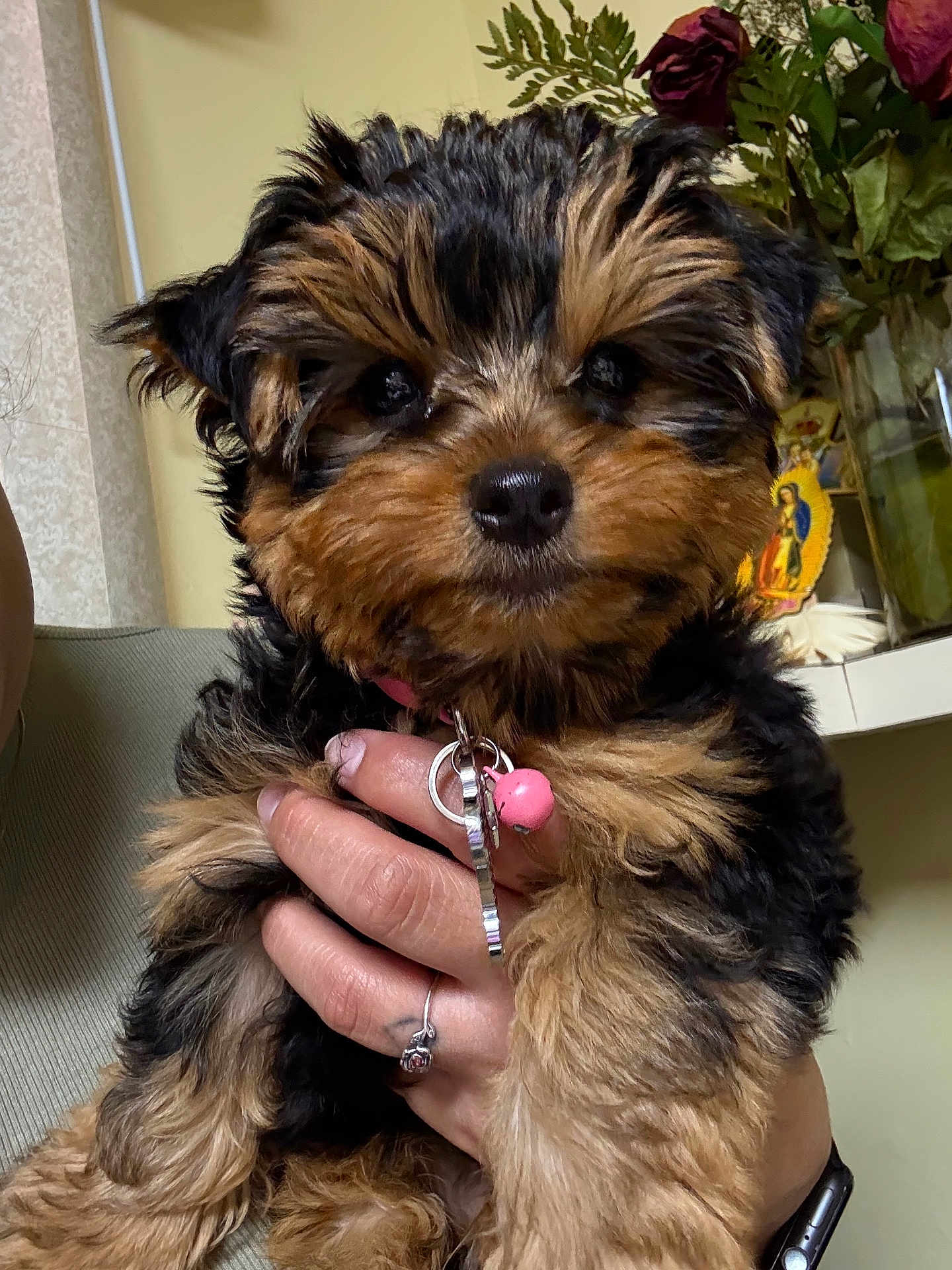 Kelpie is registered to the contest to win money with this photo: adorable, animal, black, brown, closeup, collar, cute, dog, face, flowers, fur, furry, hand, indoor, person, pet, puppy, ring, watch, young