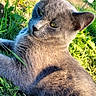 Nooga participe au concours pour gagner de l'argent avec cette photo : cat, gray_cat, grass, outdoor, sunlight, animal, pet, feline, close_up, nature, relaxed, fur, whiskers, greenery, daylight, portrait, mammal, cute, resting, wildlife
