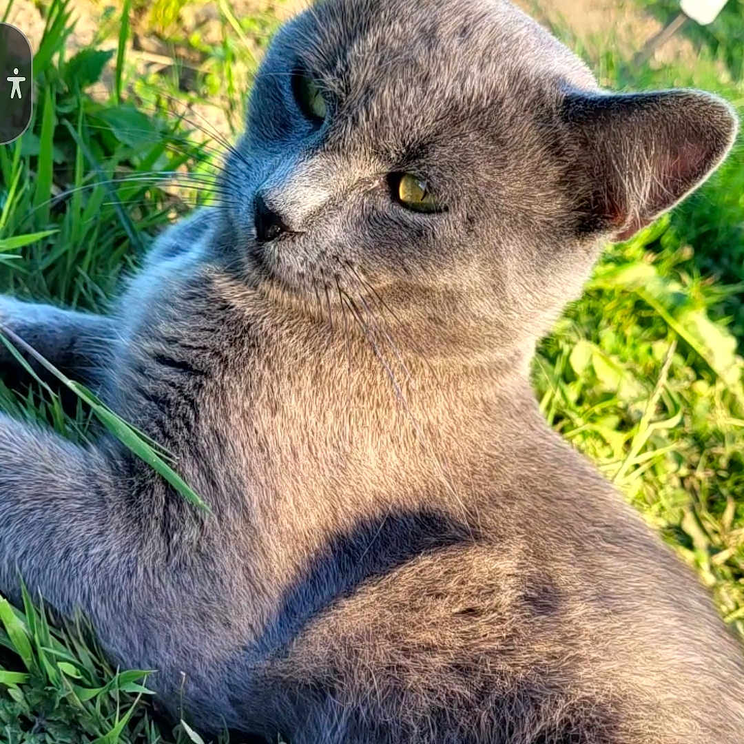 Nooga participe au concours pour gagner de l'argent avec cette photo : cat, gray_cat, grass, outdoor, sunlight, animal, pet, feline, close_up, nature, relaxed, fur, whiskers, greenery, daylight, portrait, mammal, cute, resting, wildlife