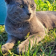 Nooga participe au concours pour gagner de l'argent avec cette photo : cat, gray_cat, grass, outdoor, sunlight, greenery, watering_can, pet, animal, feline, nature, relaxing, close_up, whiskers, ears, eyes, paws, daylight, peaceful, portrait