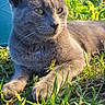 cat, gray_cat, grass, outdoor, sunlight, greenery, watering_can, pet, animal, feline, nature, relaxing, close_up, whiskers, ears, eyes, paws, daylight, peaceful, portrait