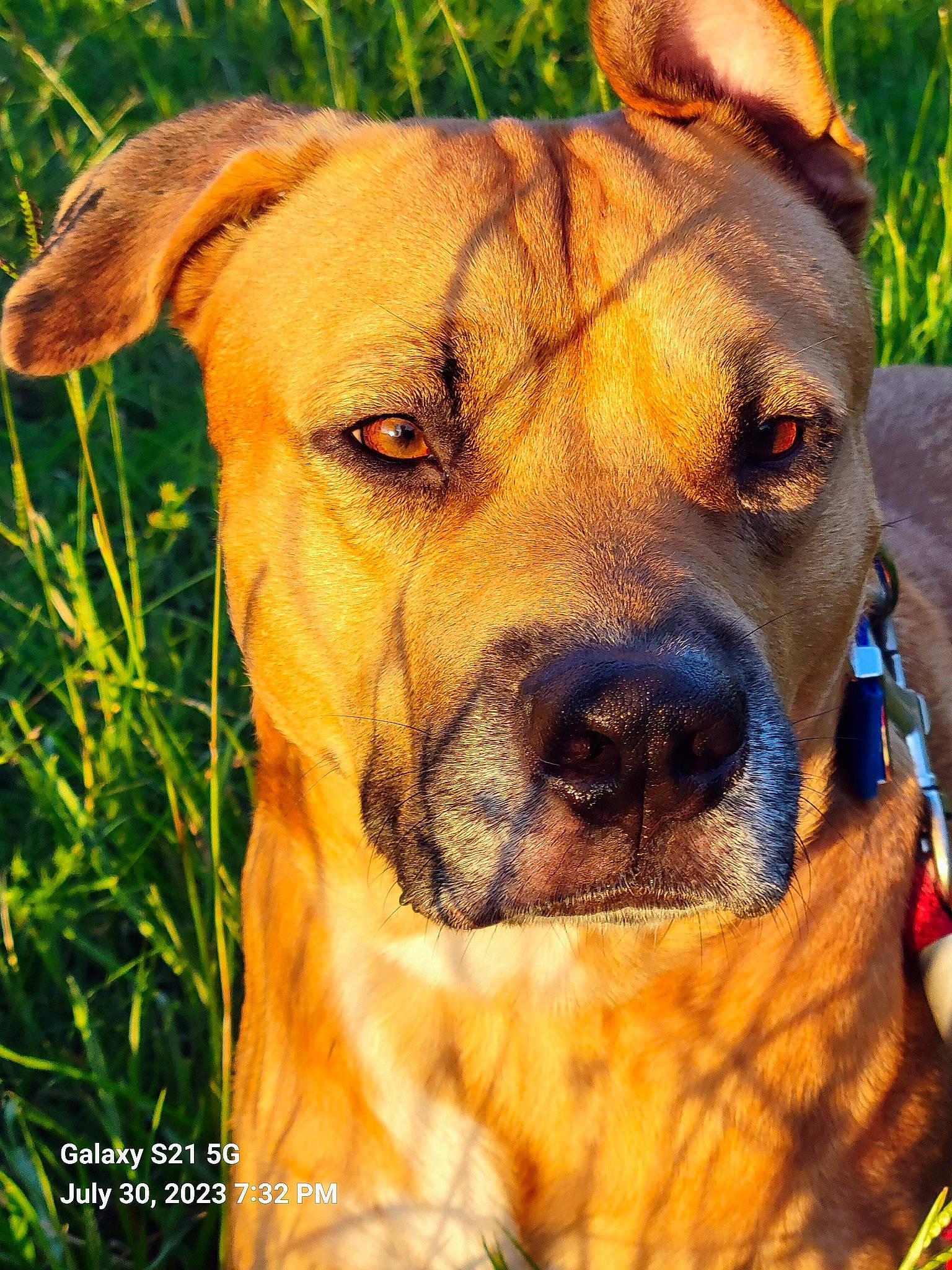 Bullet joined the competition — help win amazing prizes! ancient_dog_breeds, canidae, carnivore, collar, companion_dog, dog, dog_breed, dog_collar, fawn, giant_dog_breed, grass, guard_dog, molosser, plant, snout, sporting_group, whiskers, working_animal, working_dog, wrinkle