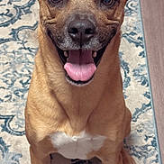 Teato is registered to the contest to win money with this photo: dog, smiling, tongue_out, sitting, indoor, brown_fur, white_chest, ears, eyes, nose, pet, animal, carpet, floor, happy, cute, friendly, canine, portrait, looking_up