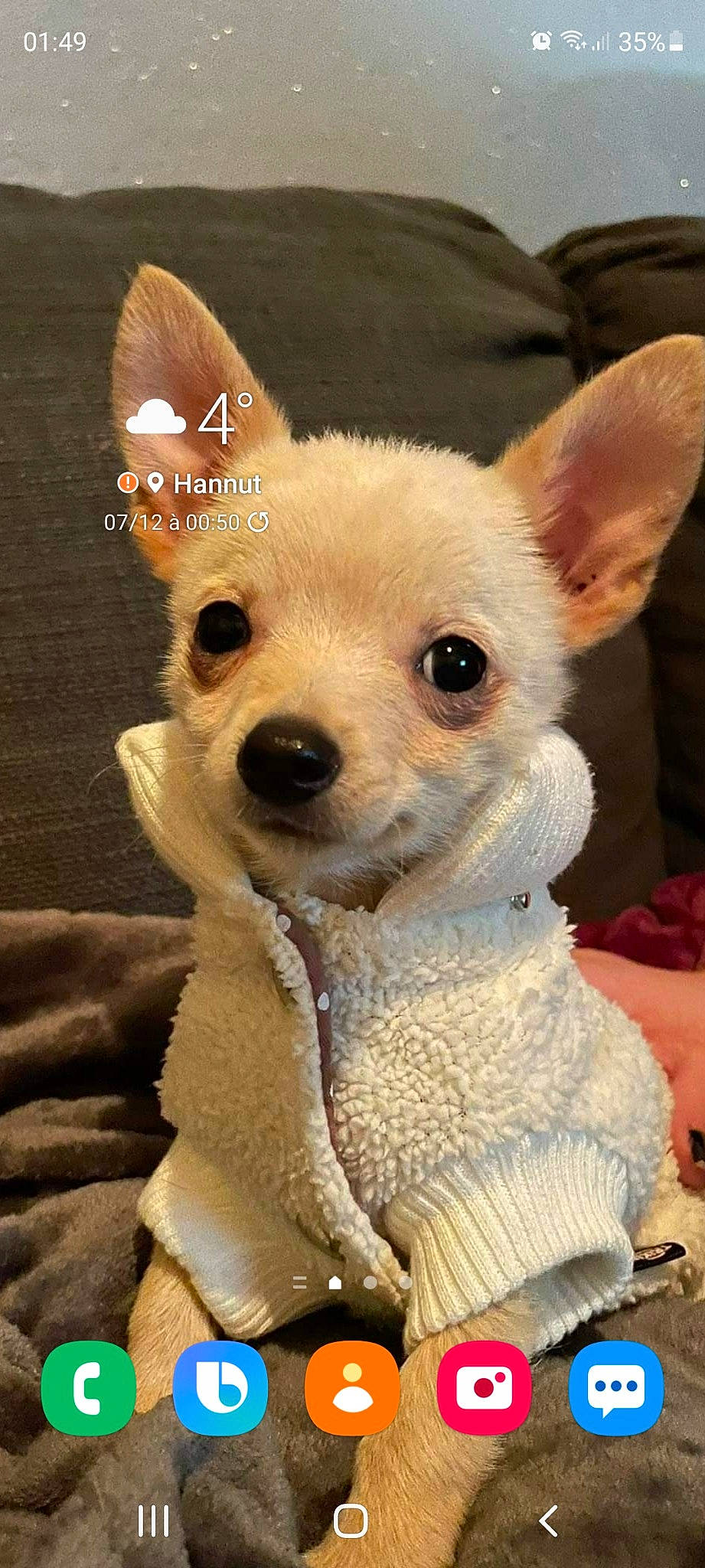 Georges participe au concours pour gagner de l'argent avec cette photo : canidae, carnivore, companion_dog, dog, dog_breed, dog_supply, ear, eye, eyelash, fawn, fur, head, non_sporting_group, puppy, snout, sporting_group, terrestrial_animal, toy_dog, whiskers, working_animal