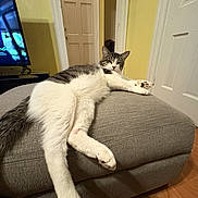 Sasuke is registered to the contest to win money with this photo: animal, cat, comfortable, cozy, domestic_cat, door, feline, fur, gray_ottoman, home, indoor, living_room, paw, pet, relaxed, resting, stretching, white_and_gray, wood_floor, yellow_wall