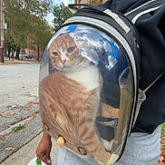 Cheeto joined the competition — help win amazing prizes! cat, backpack, transparent, bubble, person, street, sidewalk, trees, sky, reflection, orange_cat, curious, urban, outdoor, casual, walking, shopping_bags, fall, leaves, daytime