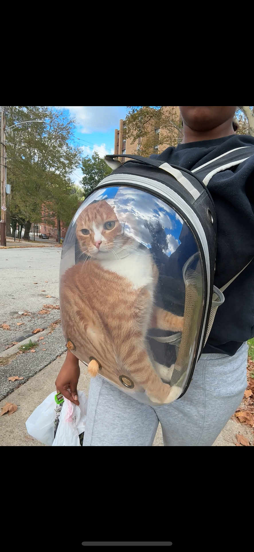 Cheeto joined the competition — help win amazing prizes! cat, backpack, transparent, bubble, person, street, sidewalk, trees, sky, reflection, orange_cat, curious, urban, outdoor, casual, walking, shopping_bags, fall, leaves, daytime