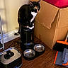 animal, black_and_white, broom, calico_markings, cardboard_box, cat, cleaning_tools, dustpan, food_bowls, home, indoors, pet, pet_feeder, portrait, sitting, stainless_steel, tuxedo_cat, wall, water_fountain, wood_floor