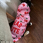 Brioche is registered to the contest to win money with this photo: animal, black_and_white_cat, cat, cherry_pattern, clothing, couch, curtain, domestic_animal, fashionable, funny, home, indoor, paws, pet, photography, pink_hoodie, skull_pattern, tail, whiskers, wooden_floor