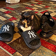 Brioche joined the competition — help win amazing prizes! animal, black_shoes, calico_cat, cat, cozy, domestic_cat, ears, floor, footwear, indoor, ny_yankees_logo, orange_black_white, patterned_rug, pet, resting, rug, sandal, shoe, whiskers, wood_floor