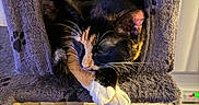 Brioche is registered to the contest to win money with this photo: calico_cat, cat, cat_tree, cozy, cute, feline, fur, home, indoor, paws, pet, pet_furniture, portrait, relaxed, resting, scratching_post, sleeping, tricolor, warm_lighting, whiskers