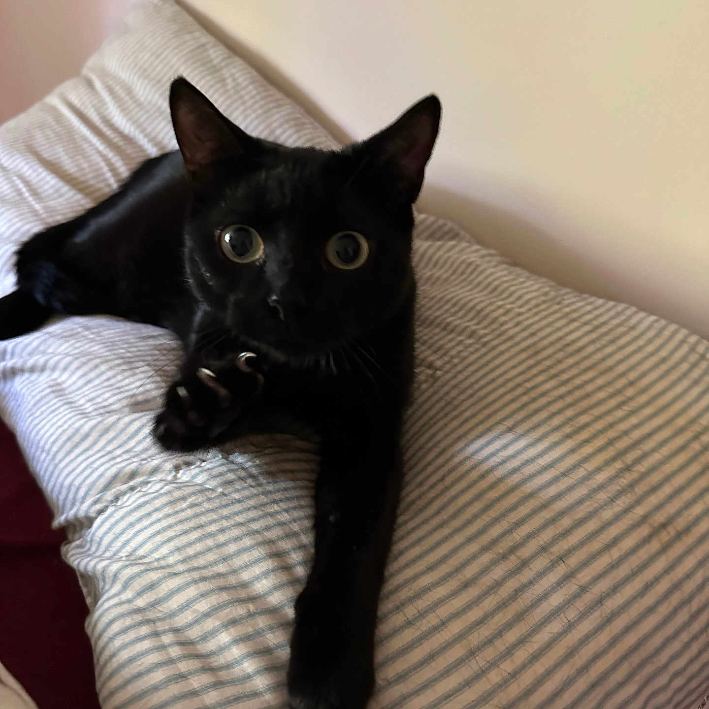 Olive is registered to the contest to win money with this photo: animal, bed, black_cat, cat, claws, curious, cute, domestic_cat, ears, eyes, feline, fur, indoor, paw, pet, pillow, resting, stretching, striped, whiskers