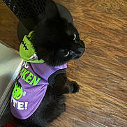 Louie joined the competition — help win amazing prizes! animal, black_cat, cat, costume, cute, fashion, fluffy, green, green_eyes, halloween, indoor, lying_down, pet, portrait, purple, shirt, sitting, snack_box, whiskers, wooden_floor