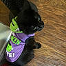 animal, black_cat, cat, costume, cute, fashion, fluffy, green, green_eyes, halloween, indoor, lying_down, pet, portrait, purple, shirt, sitting, snack_box, whiskers, wooden_floor