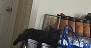 Louie is registered to the contest to win money with this photo: cat, black_cat, fluffy, furry, pet, animal, indoors, home, trash_cans, metal, container, lounging, lying_down, shoe_rack, shoes, tote_bag, colorful, door, hallway, funny