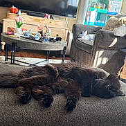 Louie is registered to the contest to win money with this photo: cat, black_cat, fluffy, furry, sleeping, lying_down, relaxed, pet, animal, couch, living_room, home, coffee_table, television, flowers, tulips, vase, furniture, skincare, indoor