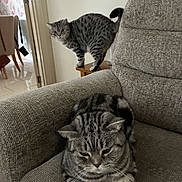 Hugo Gino is registered to the contest to win money with this photo: cat, tabby_cat, feline, pet, indoor, chair, armchair, furniture, table, curious, relaxed, gray, striped, domestic, home, cozy, animal, mammal, two_cats, resting